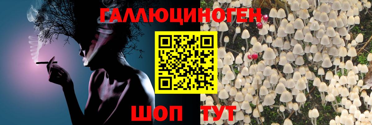 Псилоцибиновые грибы Psilocybe Смоленск